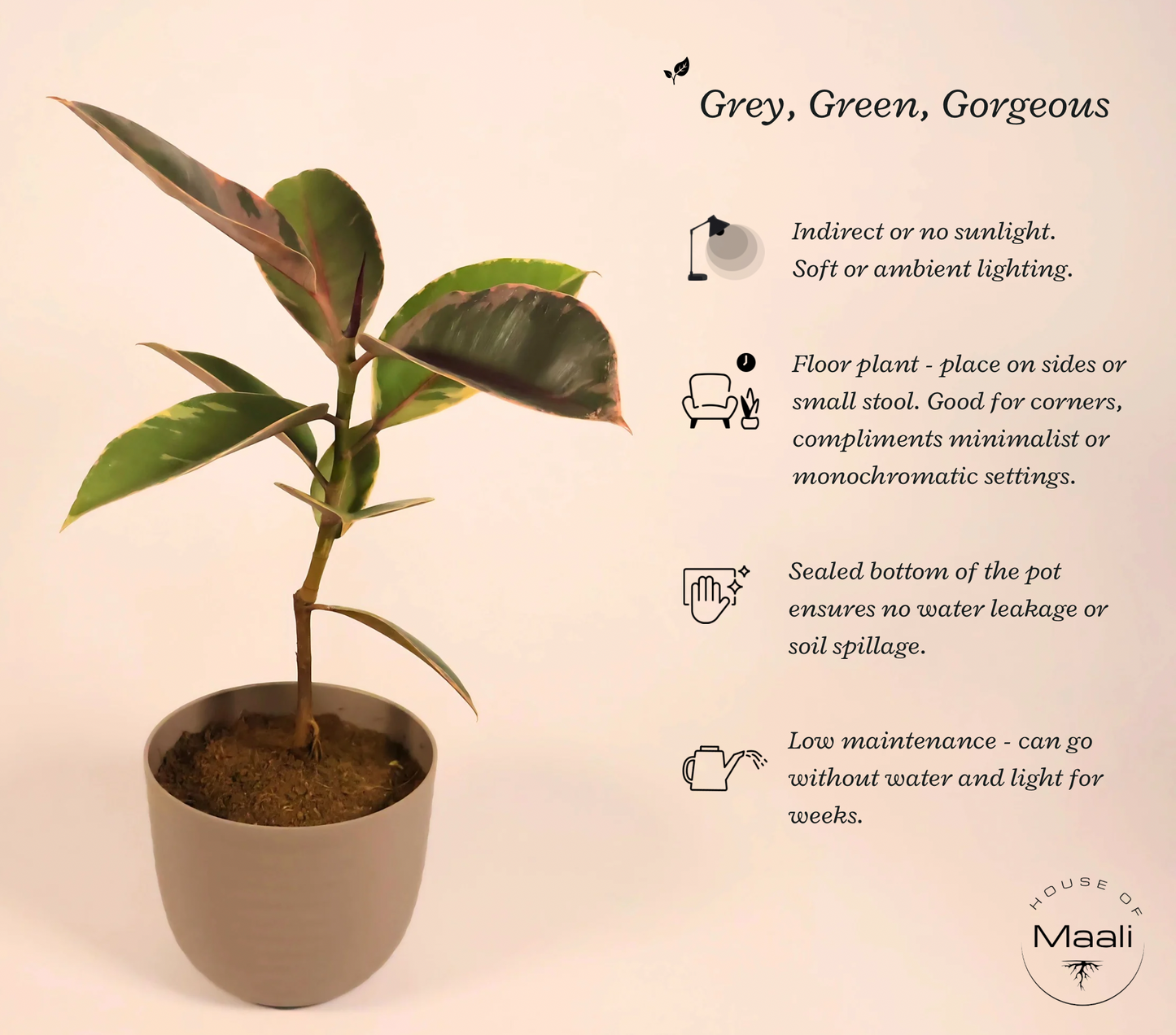 Rubber Plant Mix (Large) - Grey Green Variegation with 14cm Mocha colour recycled plastic planter