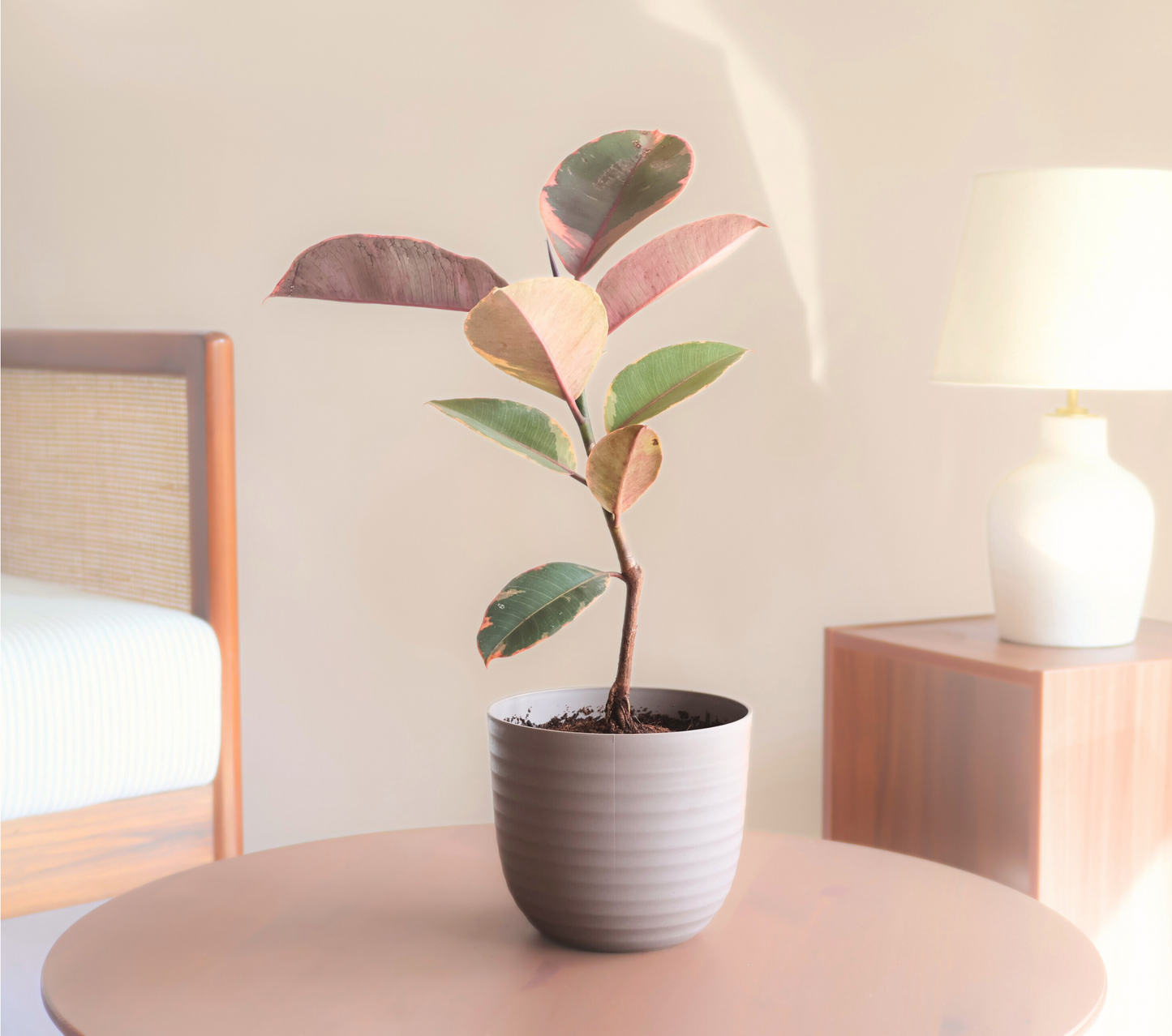 Rubber Plant Mix (Large) - Grey Green Variegation with 14cm Mocha colour recycled plastic planter