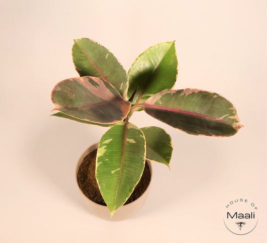 Rubber Plant Mix (Large) - Grey Green Variegation with 14cm Mocha colour recycled plastic planter