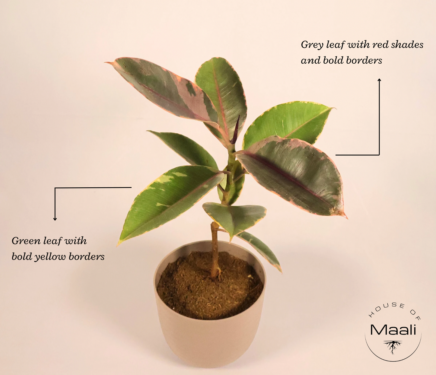Rubber Plant Mix (Large) - Grey Green Variegation with 14cm Mocha colour recycled plastic planter