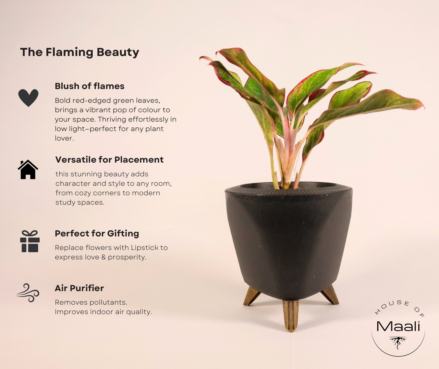 Aglaonema - Red Lipstick + 13cm Black Self-Watering Recycled Plastic Planter
