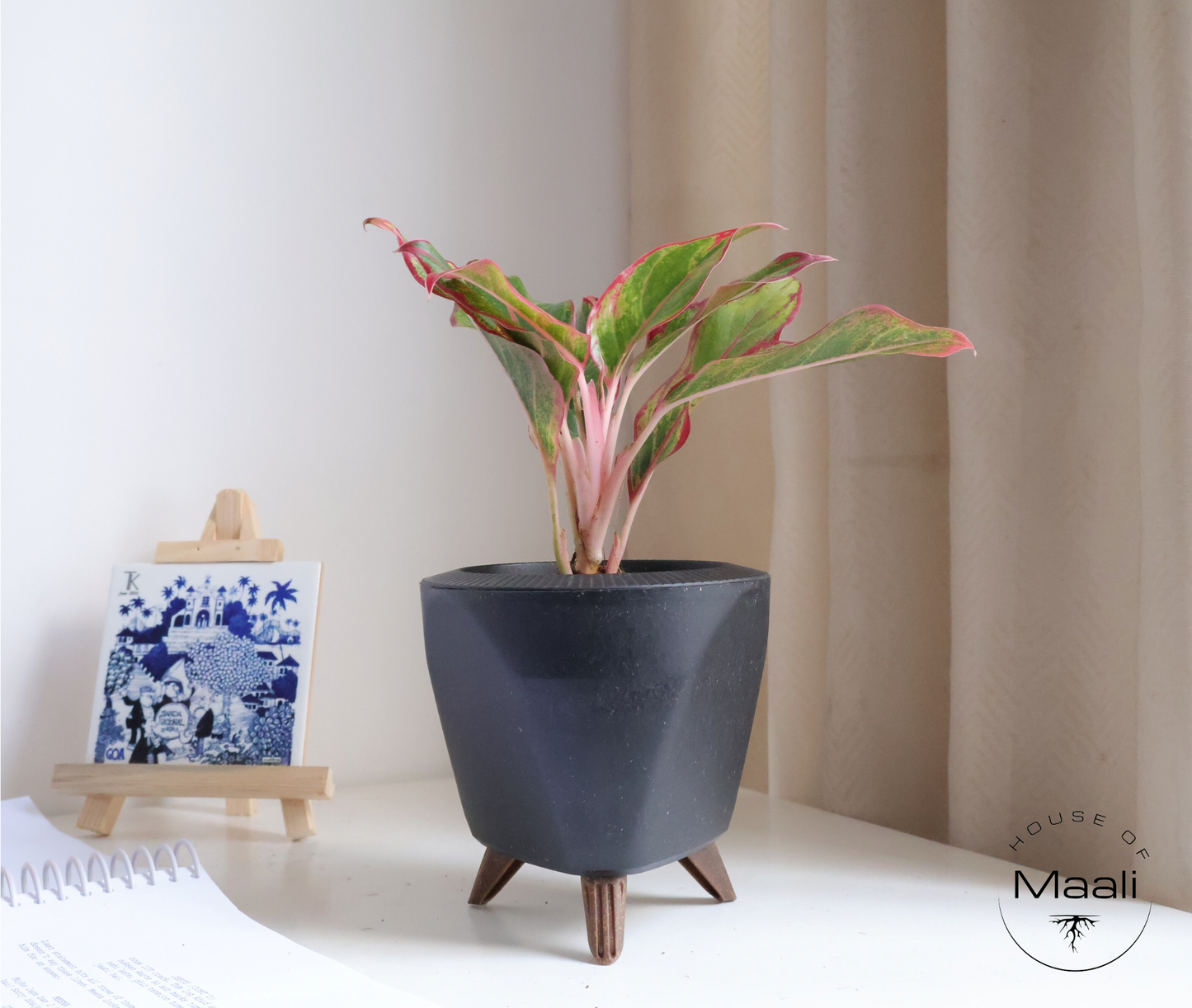Aglaonema - Red Lipstick + 13cm Black Self-Watering Recycled Plastic Planter