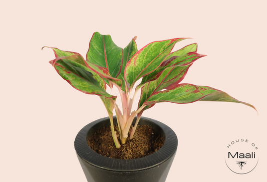 Aglaonema - Red Lipstick + 13cm Black Self-Watering Recycled Plastic Planter