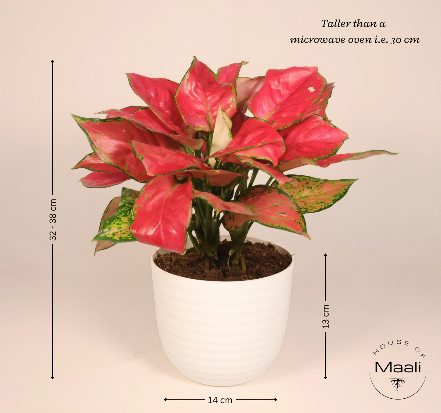 Aglaonema - Diamond Red (Large) + 14cm White Eco-Friendly Planter