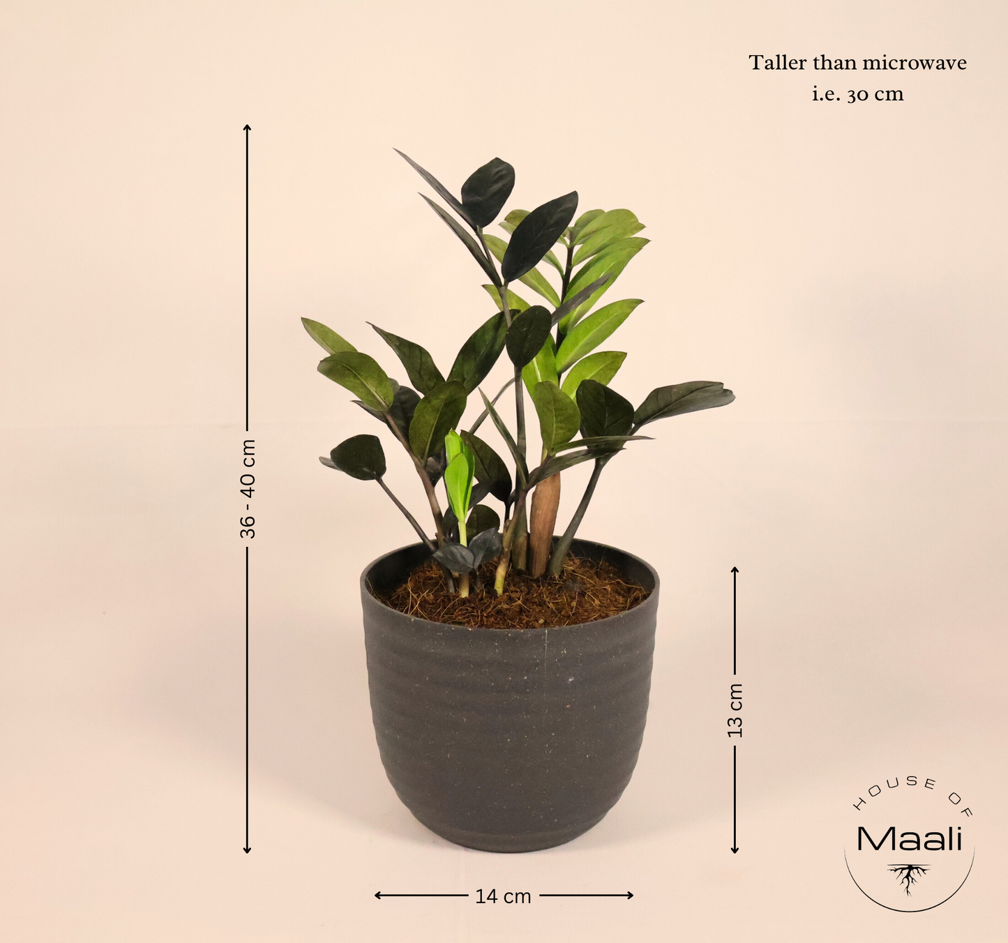 ZZ Black (Large) in 14cm Black Recycled Plastic Planter