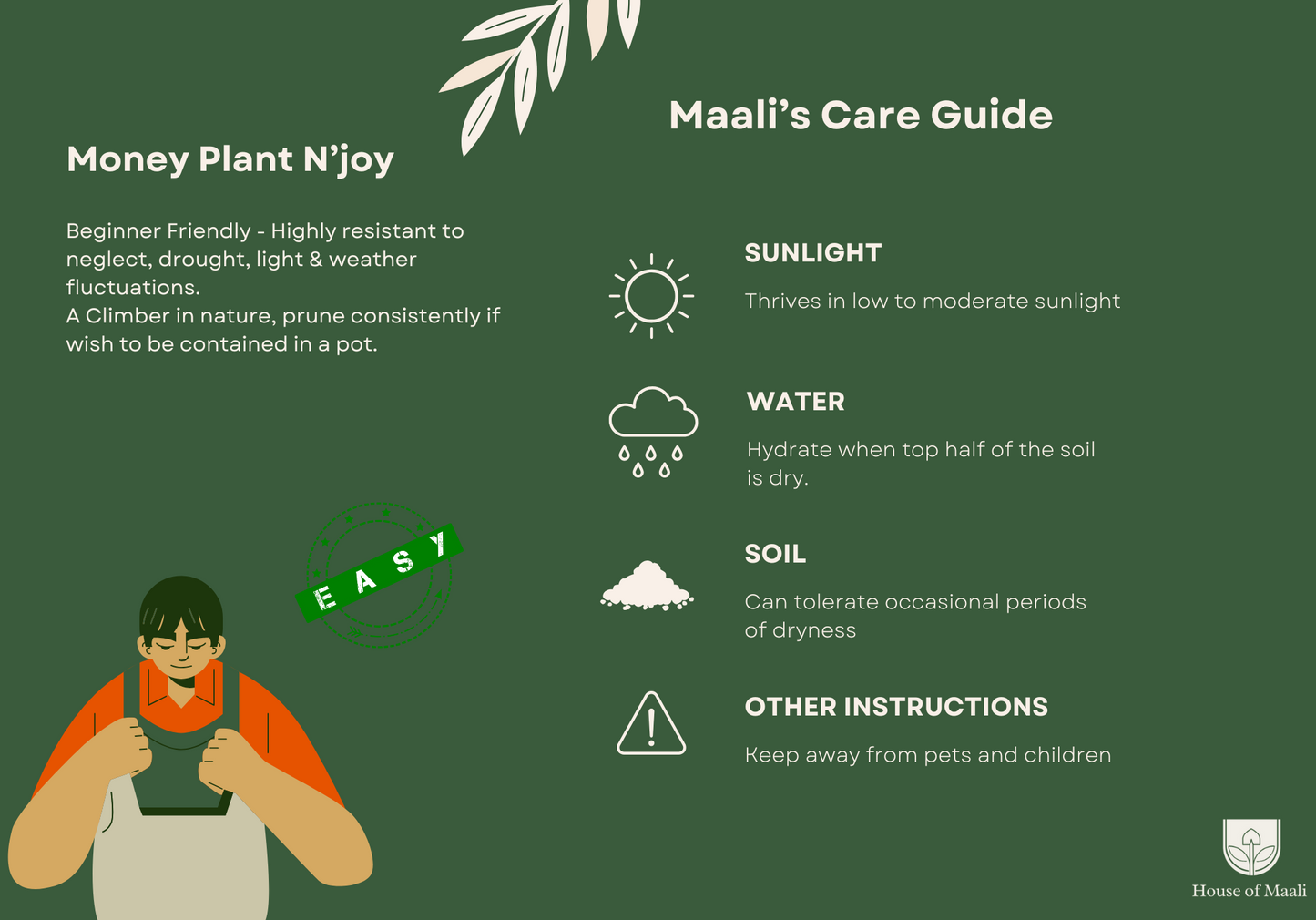 N’Joy Money Plant (small) + 11cm White Recycled Plastic Planter