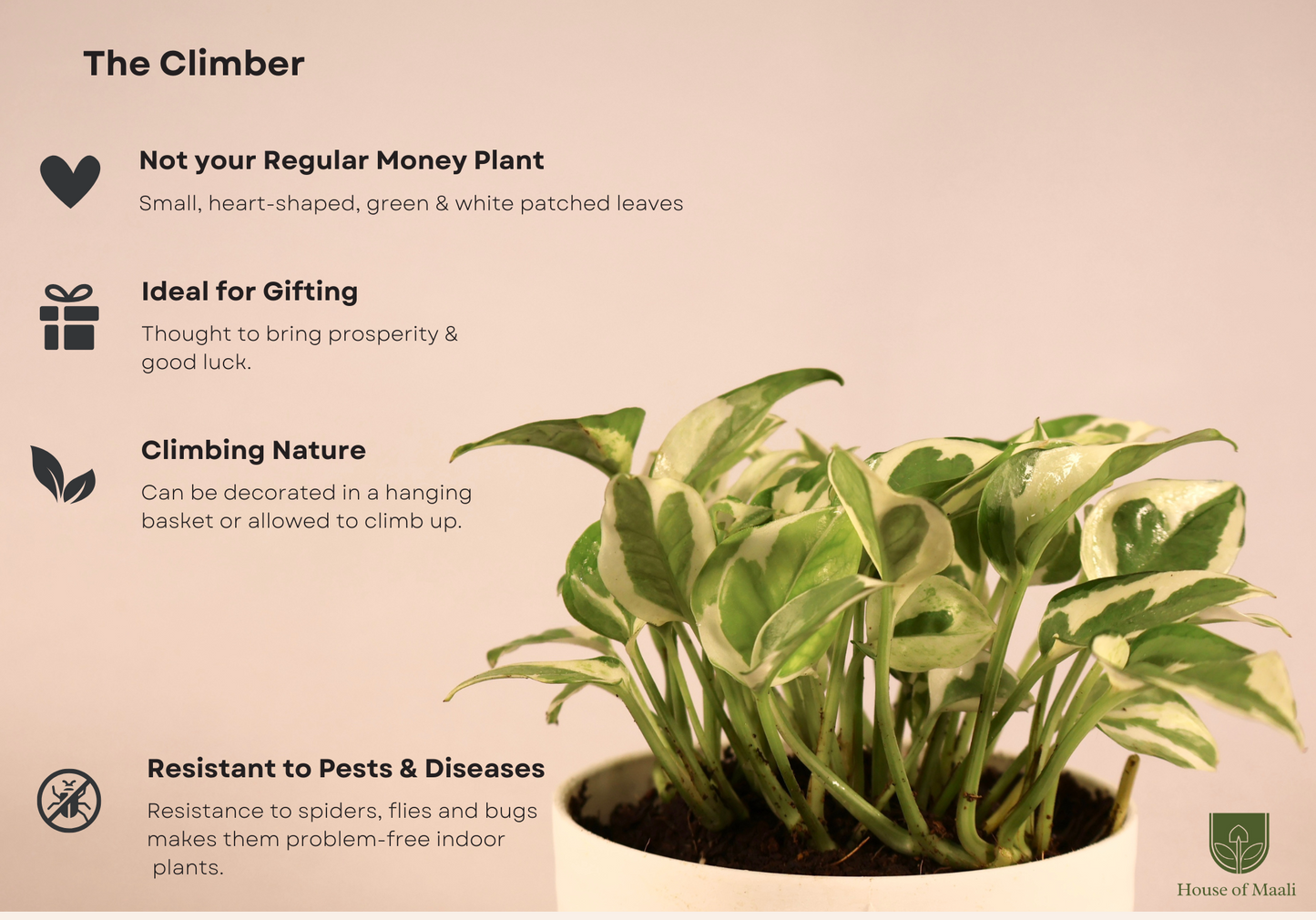 N’Joy Money Plant (small) + 11cm White Recycled Plastic Planter
