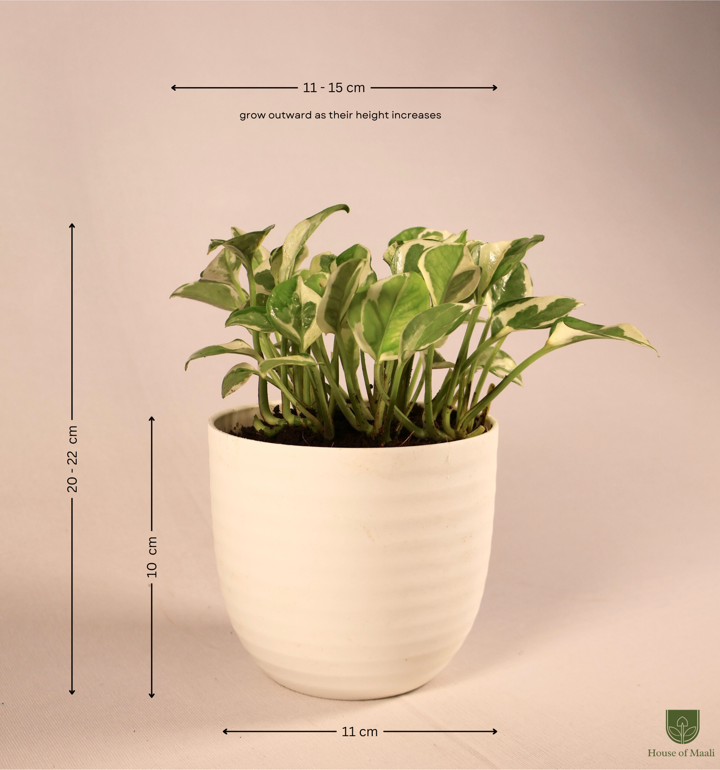 N’Joy Money Plant (small) + 11cm White Recycled Plastic Planter