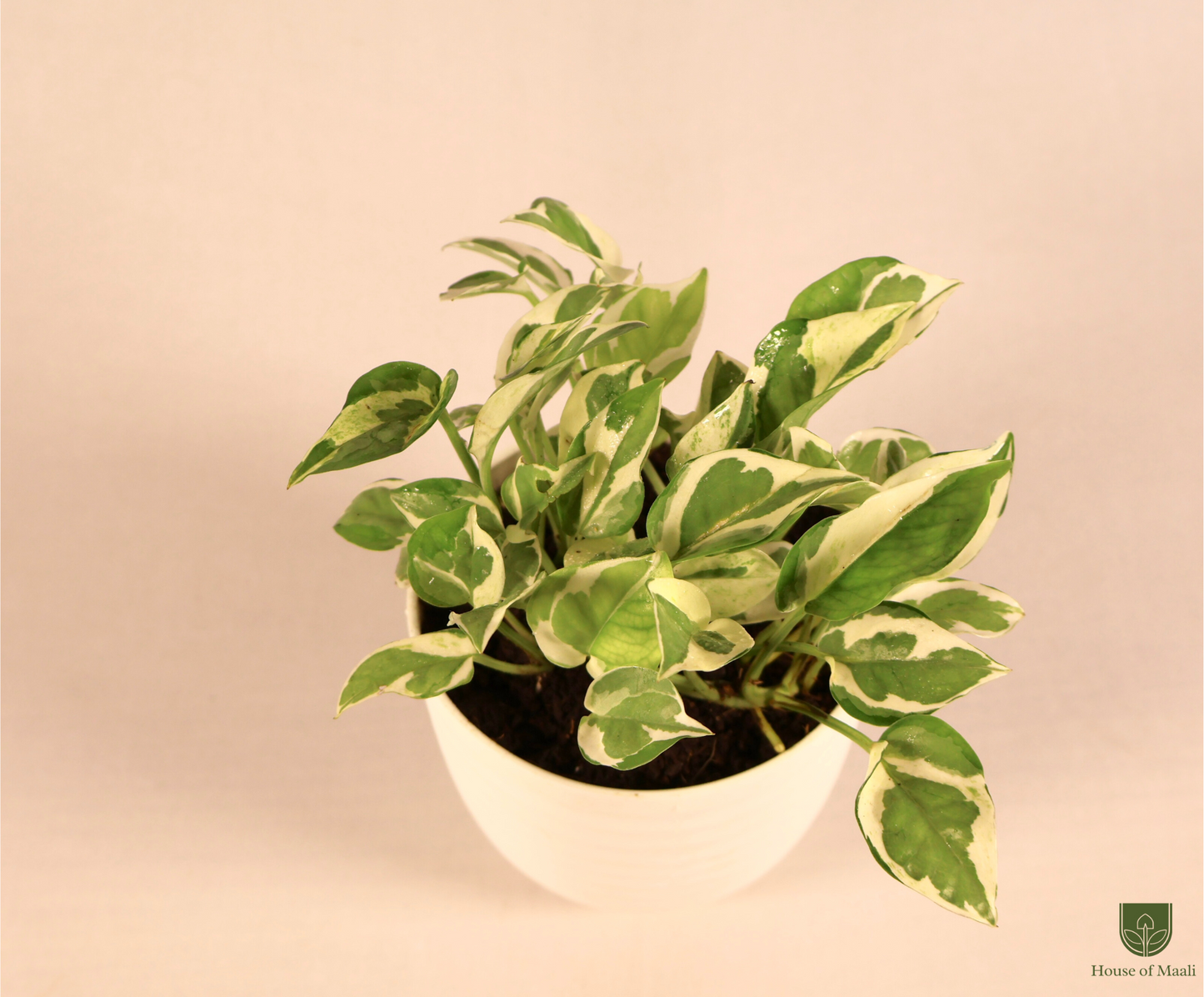 N’Joy Money Plant (small) + 11cm White Recycled Plastic Planter