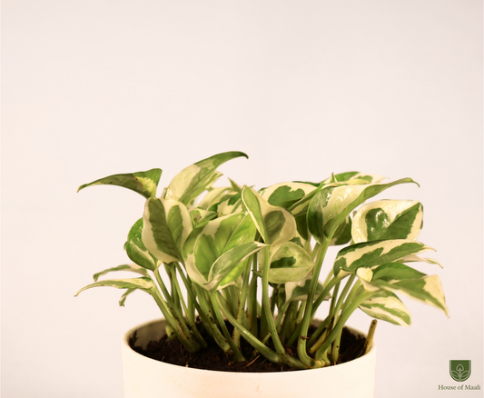 N’Joy Money Plant (small) + 11cm White Recycled Plastic Planter