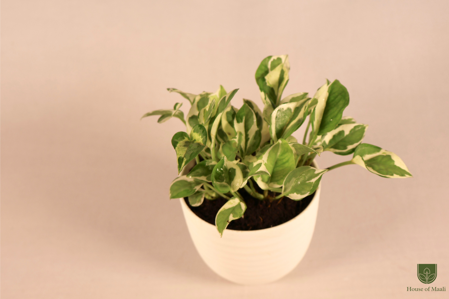 N’Joy Money Plant (small) + 11cm White Recycled Plastic Planter