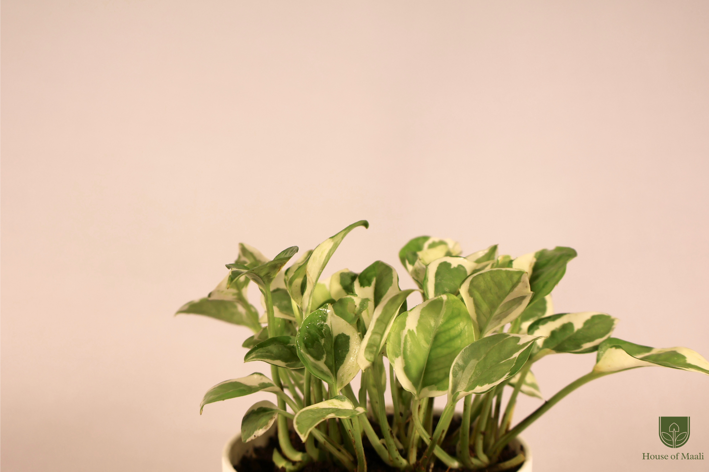 N’Joy Money Plant (small) + 11cm White Recycled Plastic Planter