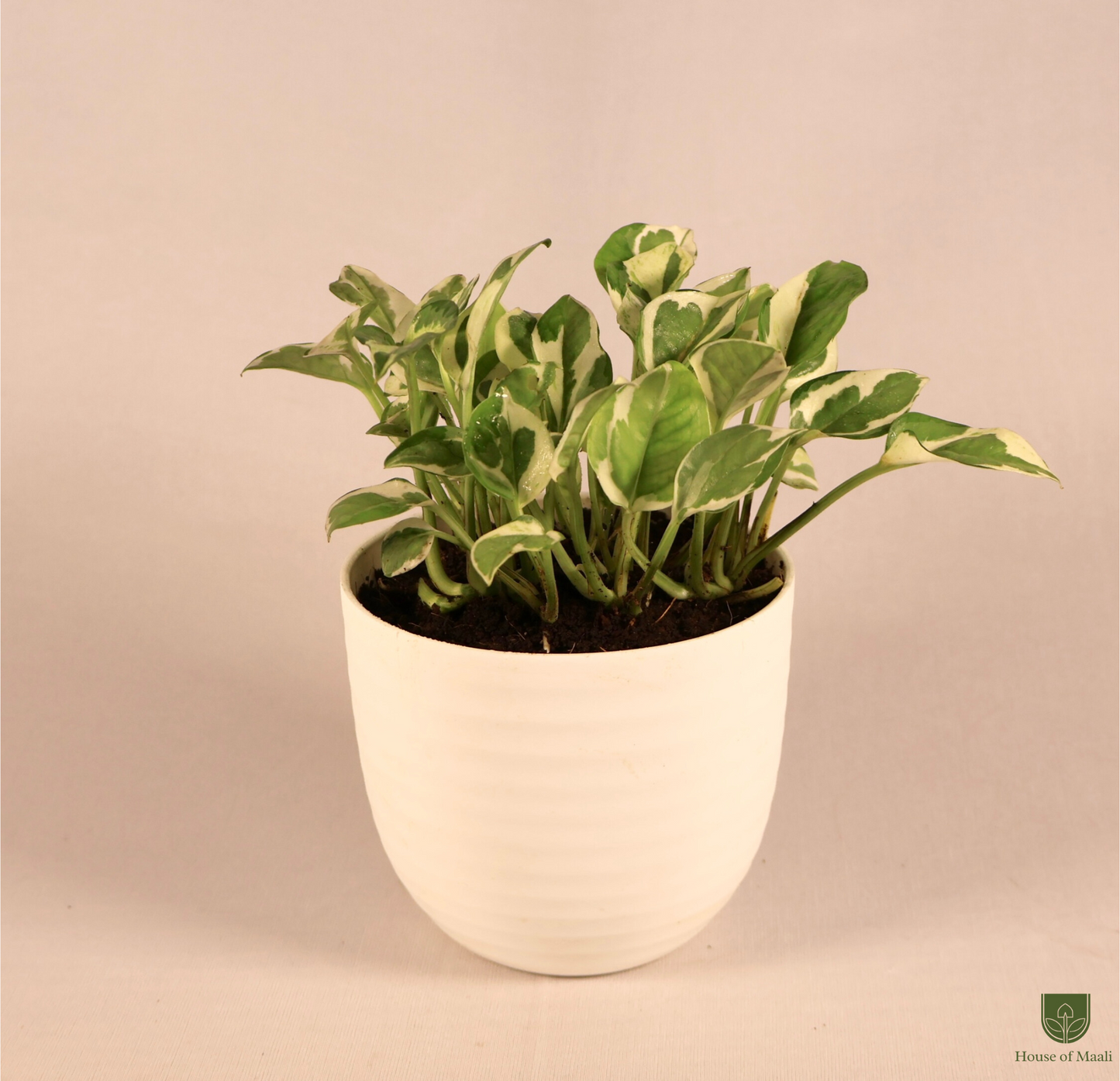 N’Joy Money Plant (small) + 11cm White Recycled Plastic Planter