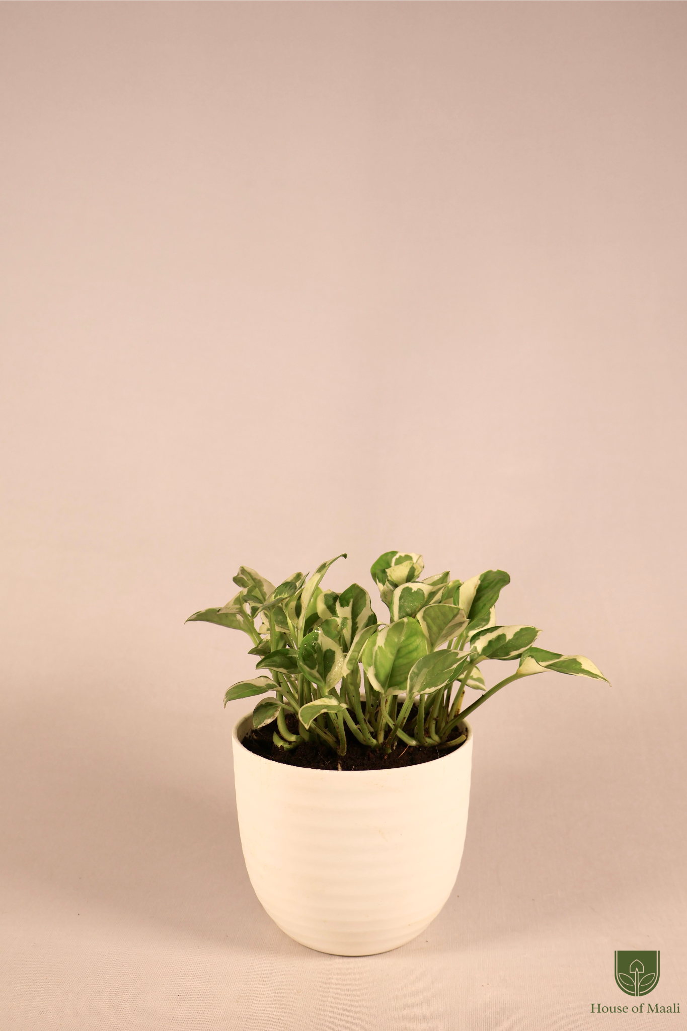 N’Joy Money Plant (small) + 11cm White Recycled Plastic Planter