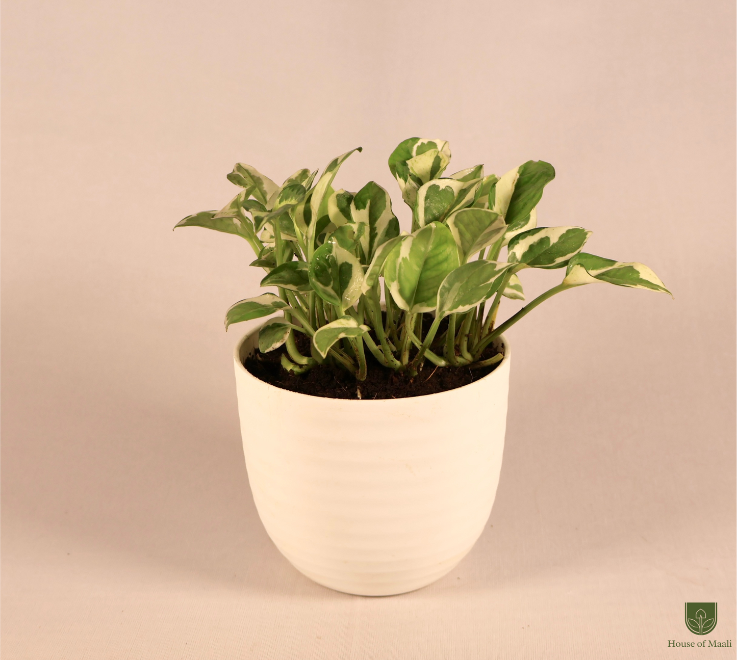 N’Joy Money Plant (small) + 11cm White Recycled Plastic Planter