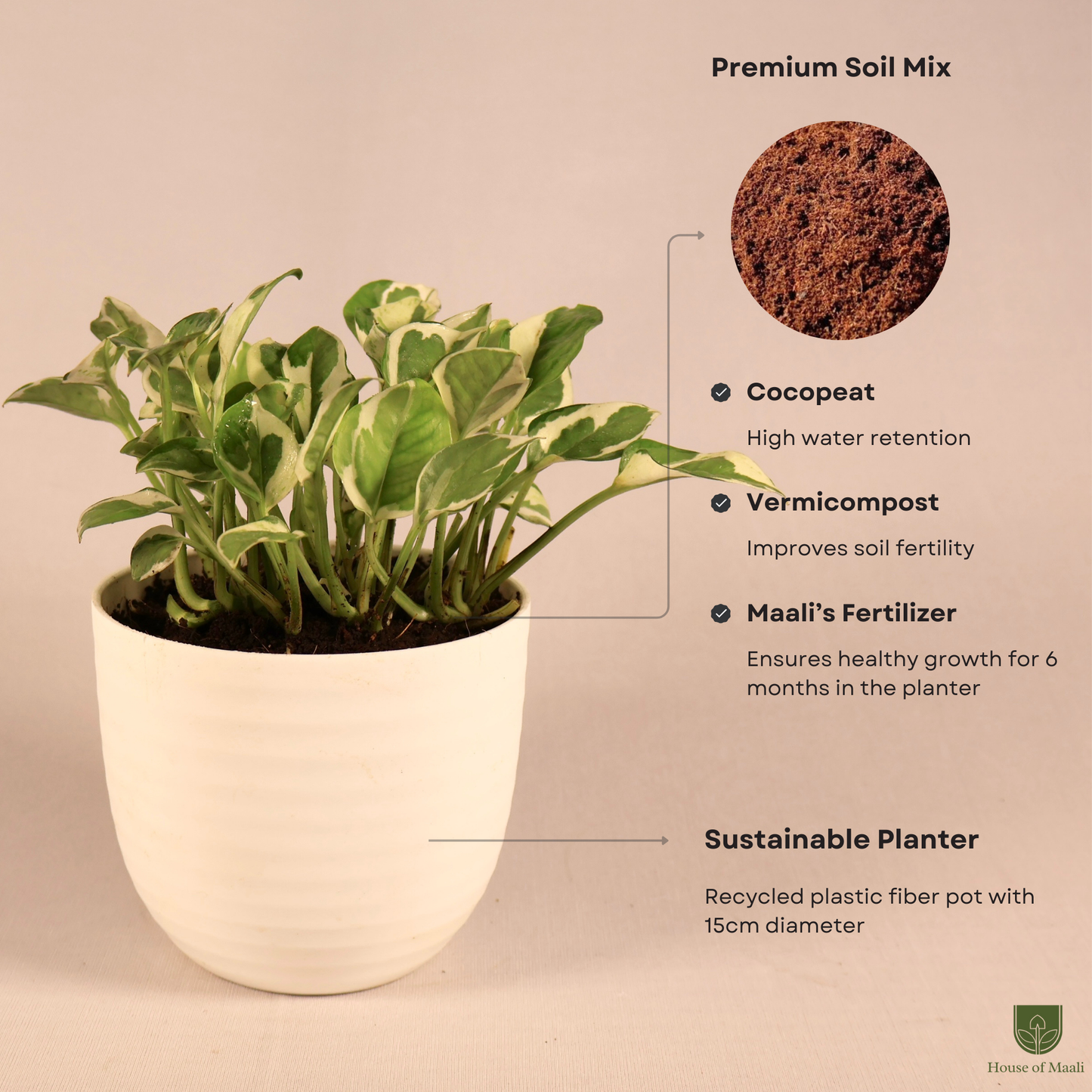 N’Joy Money Plant (small) + 11cm White Recycled Plastic Planter