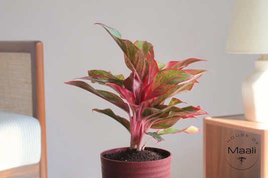 Aglaonema - Red Lipstick (Large) + 14cm Red Recycled Planter