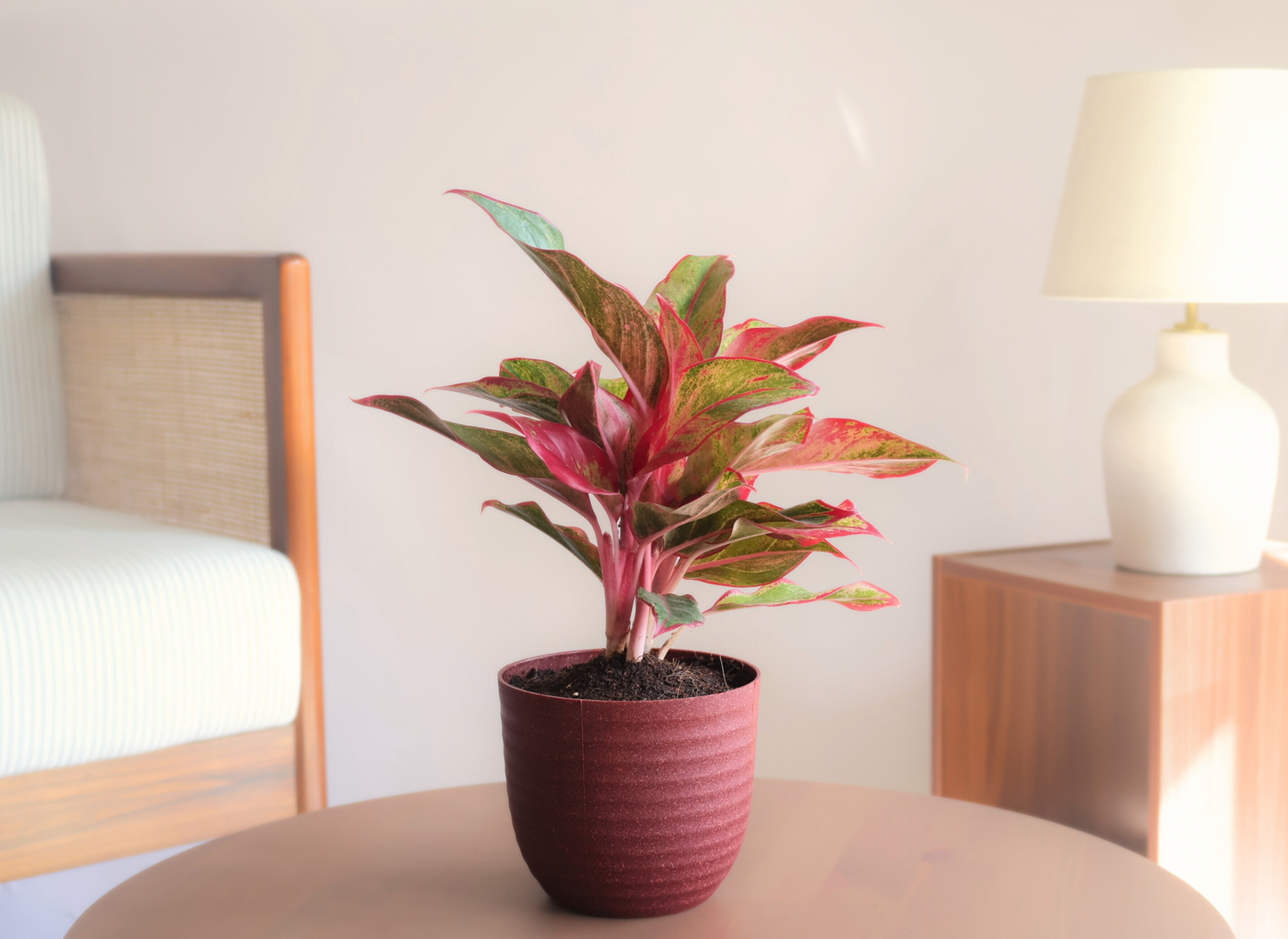 Aglaonema - Red Lipstick (Large) + 14cm Red Recycled Planter