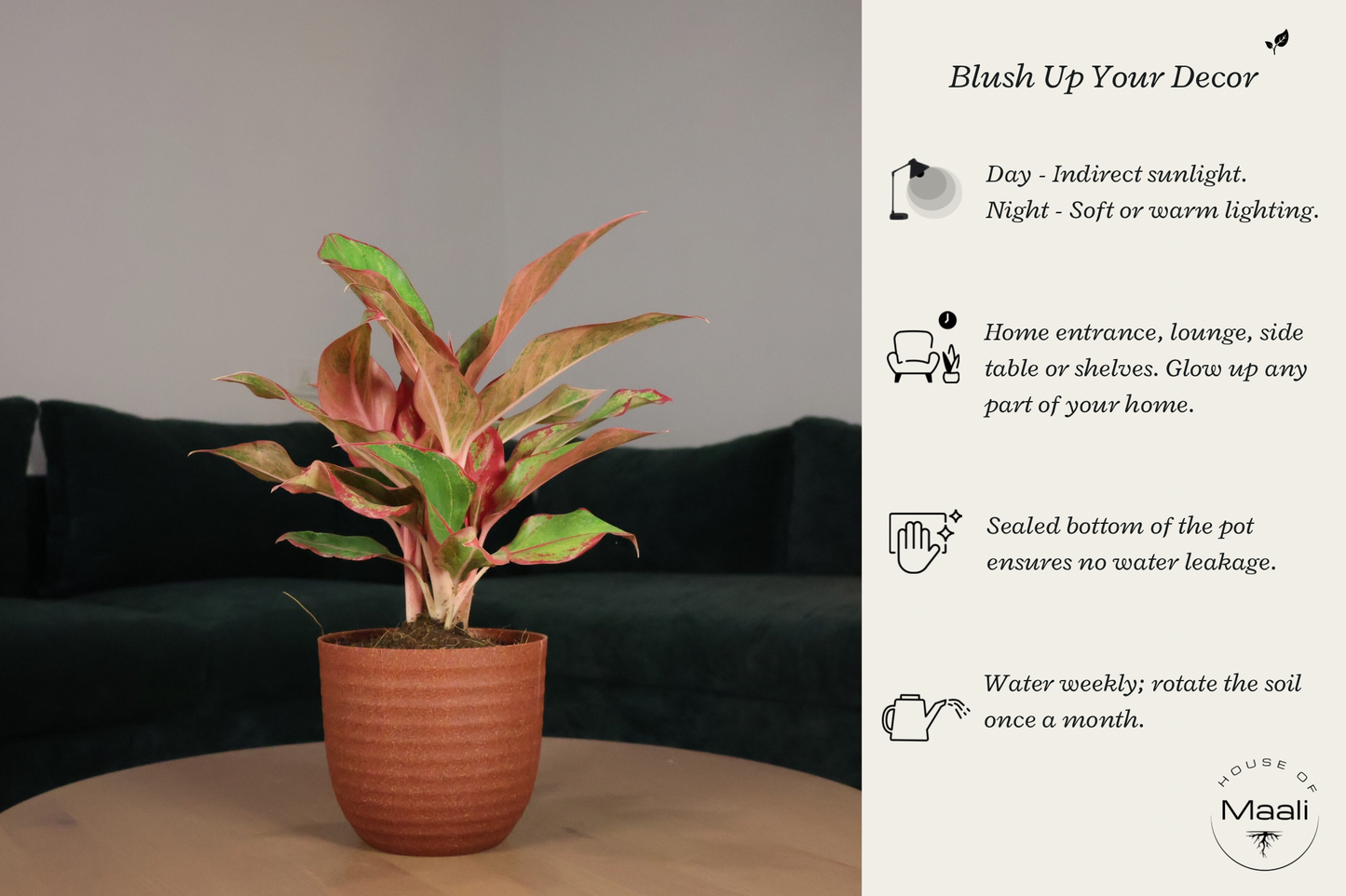Aglaonema - Red Lipstick (Large) + 14cm Red Recycled Planter