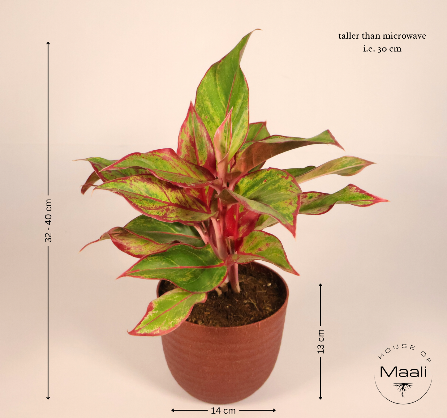 Aglaonema - Red Lipstick (Large) + 14cm Red Recycled Planter