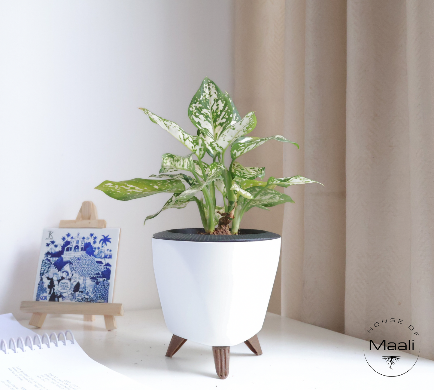 Aglaonema - Snow White + 13cm White Self-Watering Desk Planter