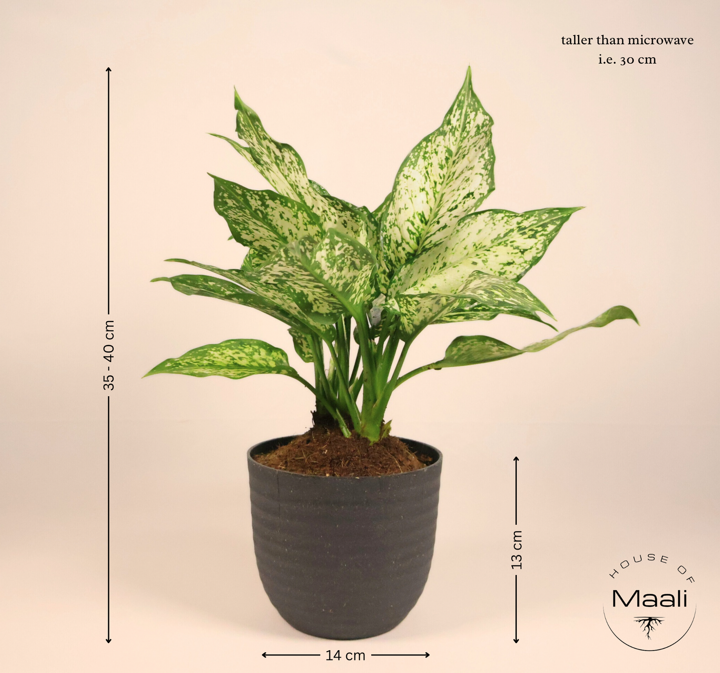 Aglaonema Snow White (Large) + 14cm Black Recycled Plastic Planter