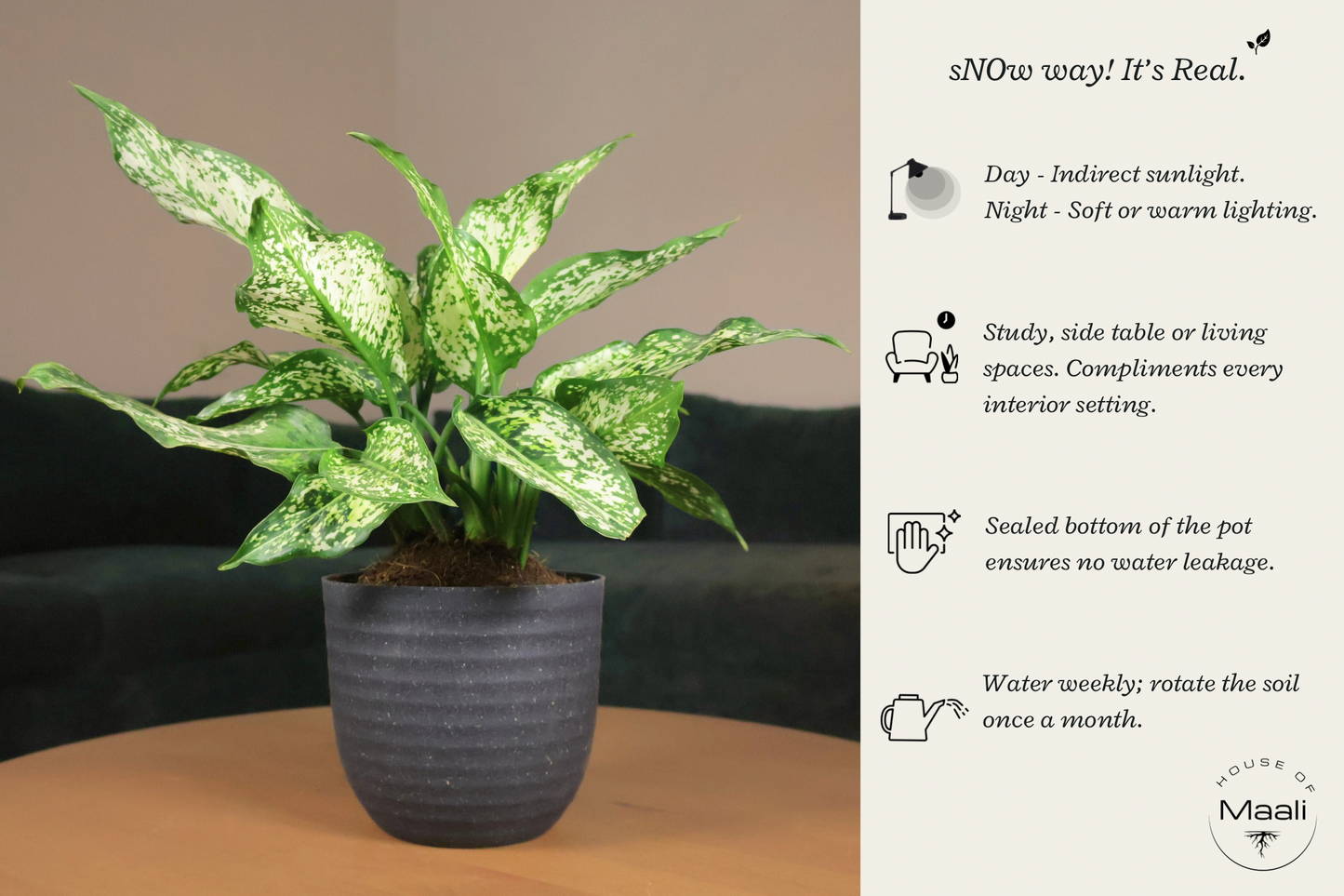 Aglaonema Snow White (Large) + 14cm Black Recycled Plastic Planter