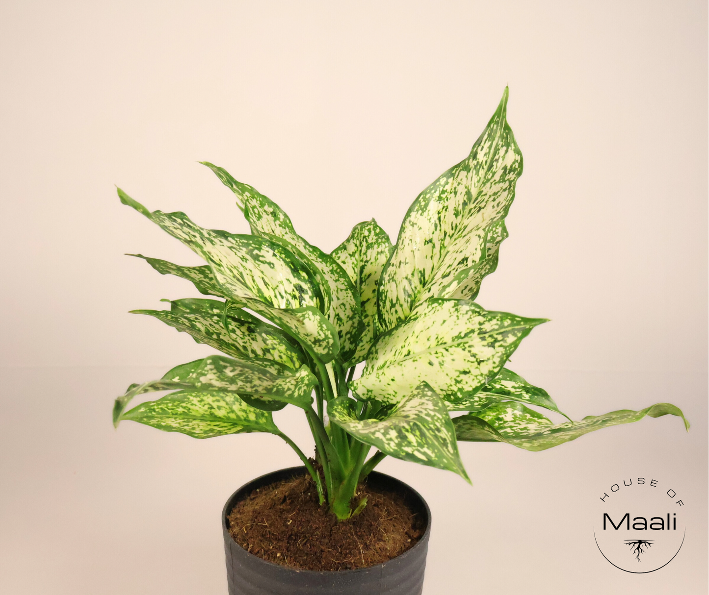 Aglaonema Snow White (Large) + 14cm Black Recycled Plastic Planter