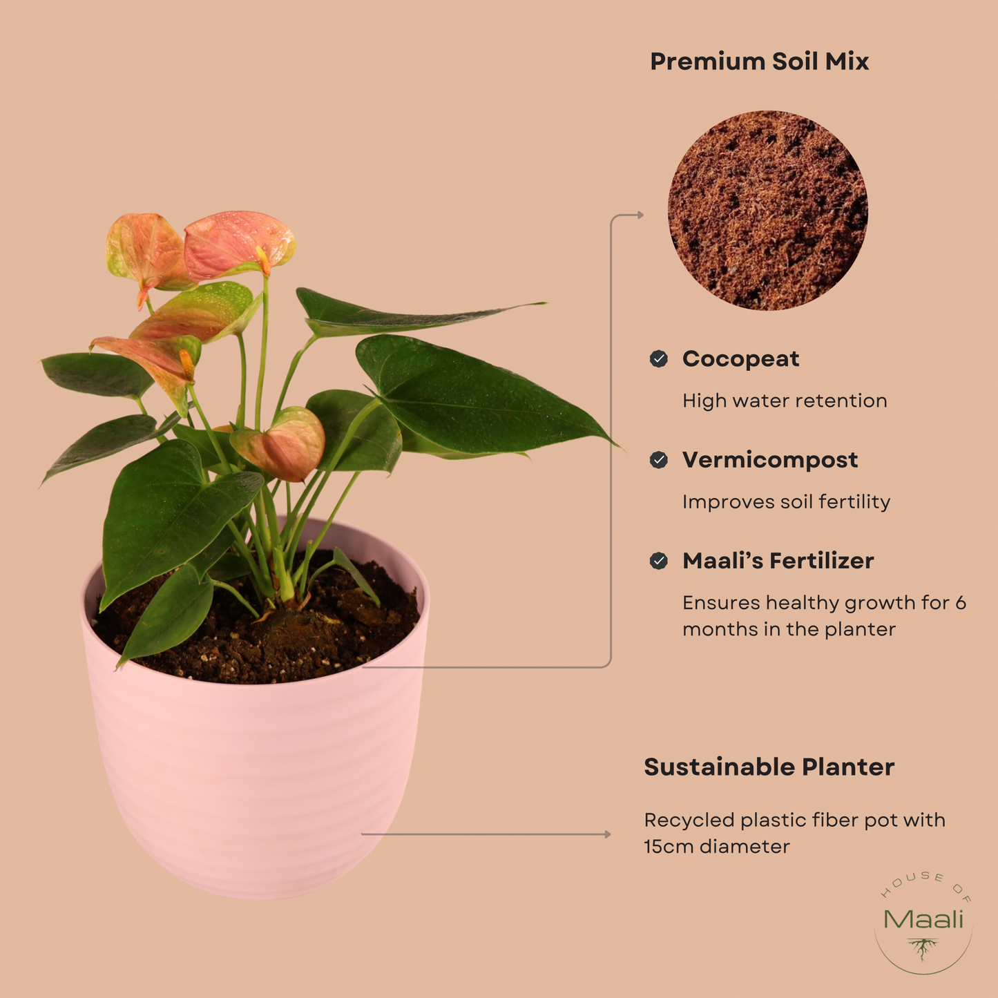 Anthurium - Pink (Extra Large) + 14cm Pink Recycled Plastic Planter
