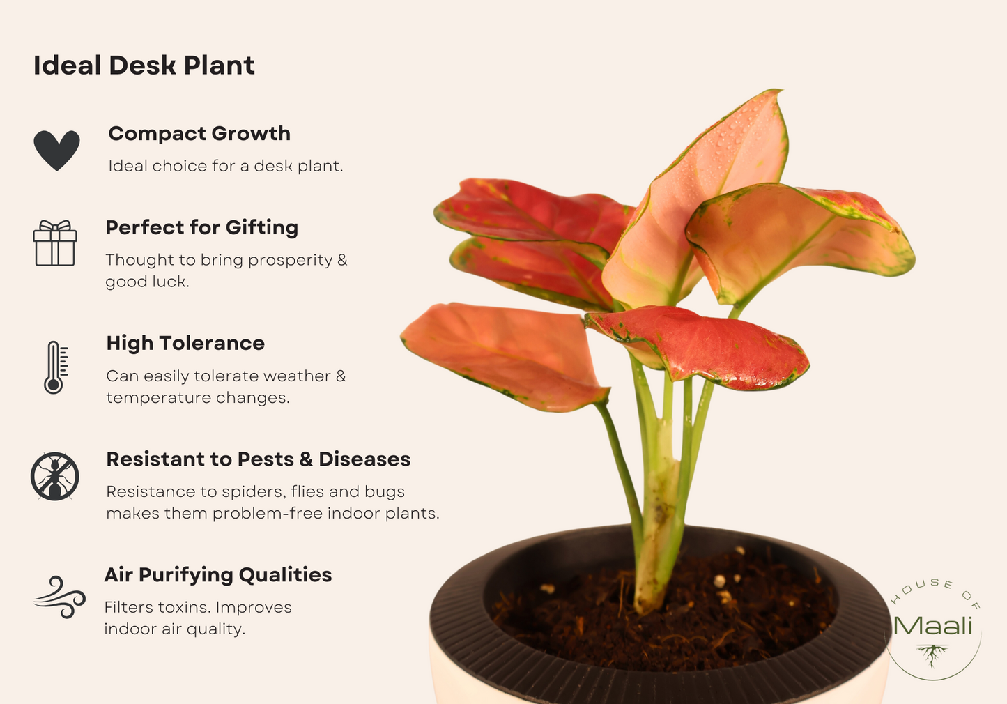 Aglaonema - Diamond Red + 13cm White Self-watering Desk Planter