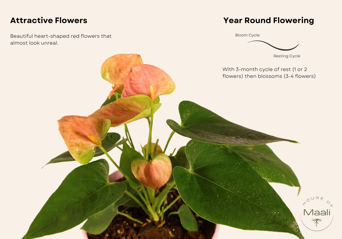 Anthurium - Pink (Extra Large) + 14cm Pink Recycled Plastic Planter