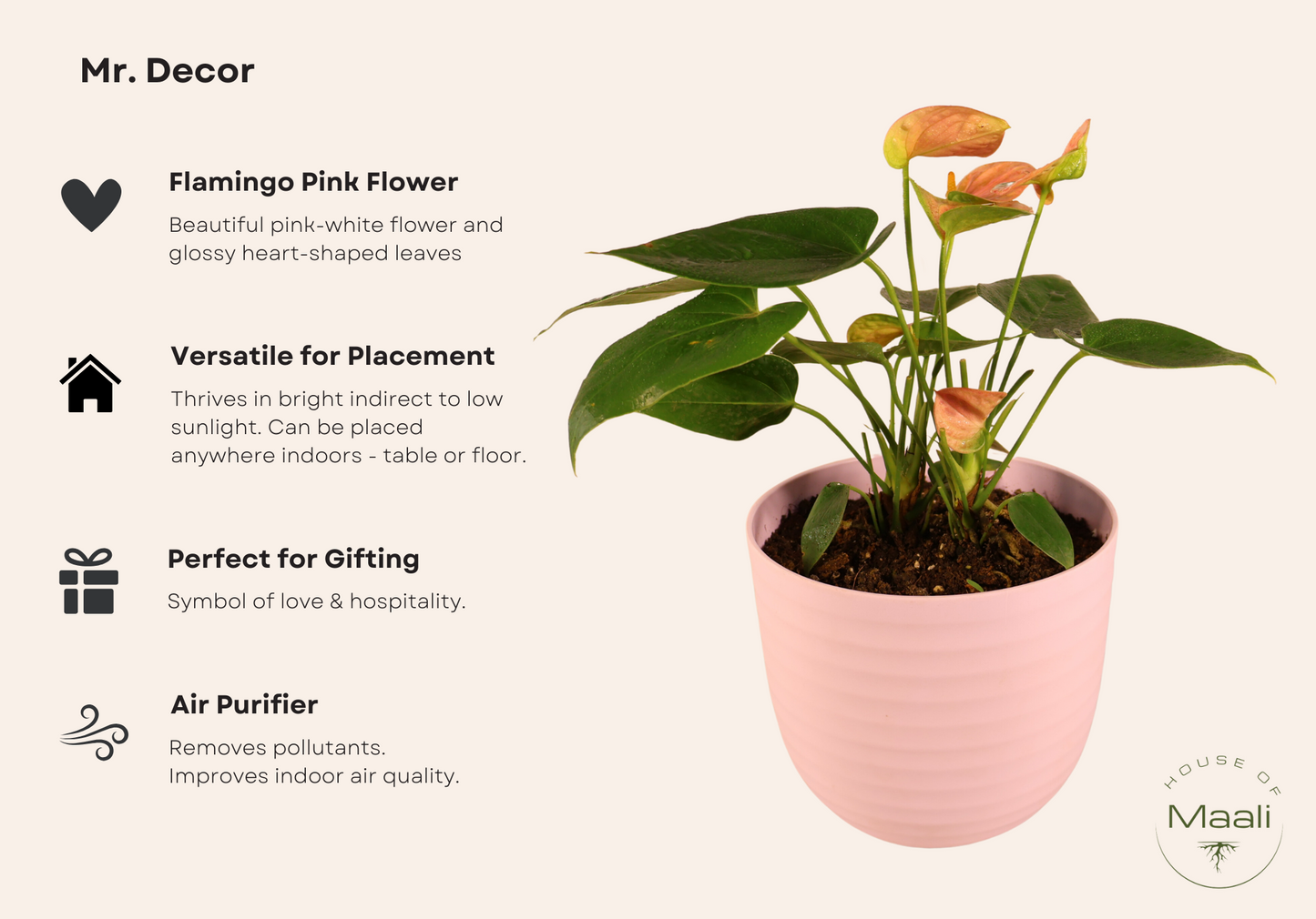 Anthurium - Pink (Extra Large) + 14cm Pink Recycled Plastic Planter