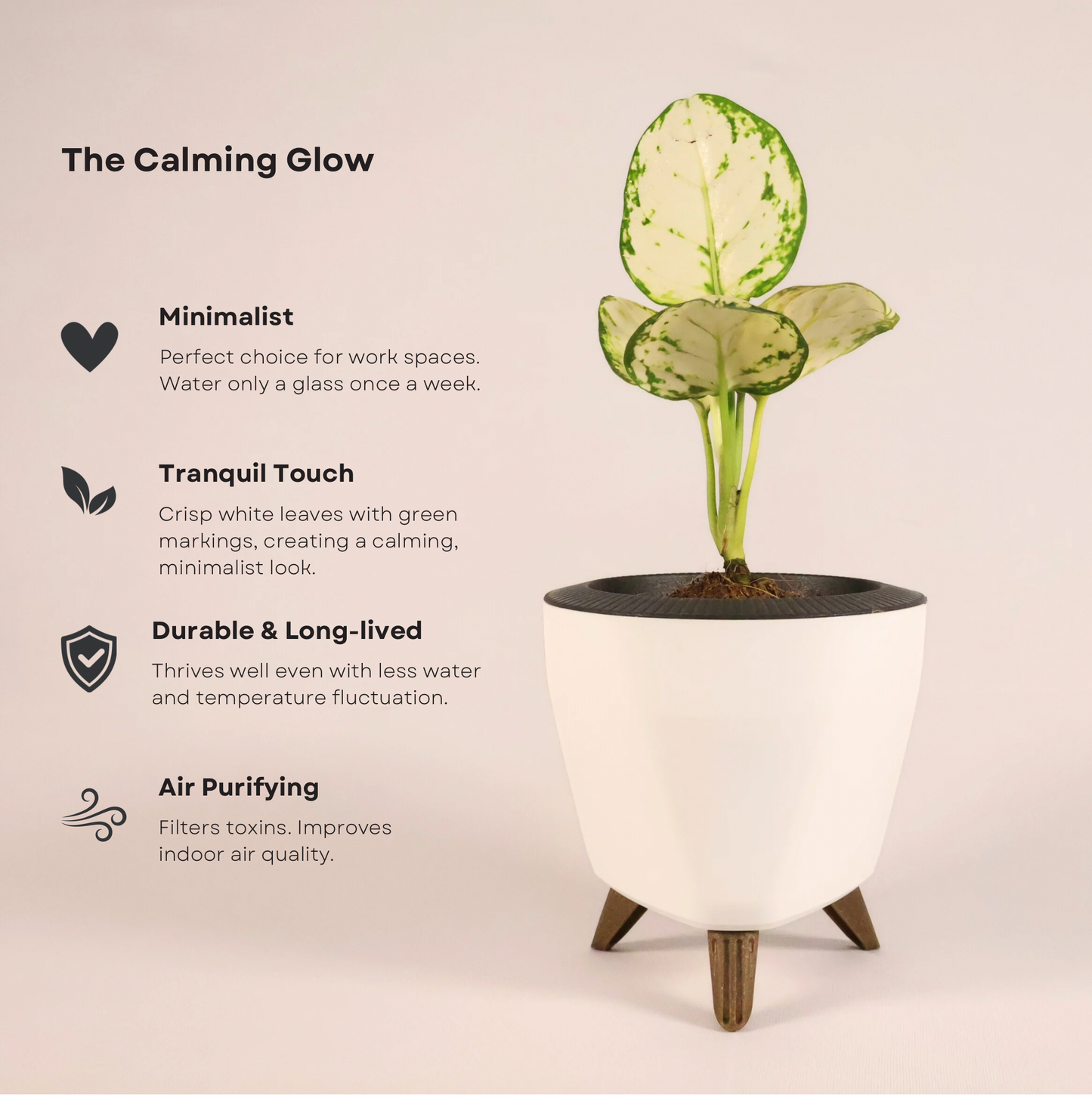 Aglaonema - Super White + 13cm White Self-Watering Desk Planter
