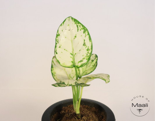 Aglaonema - Super White + 13cm White Self-Watering Desk Planter