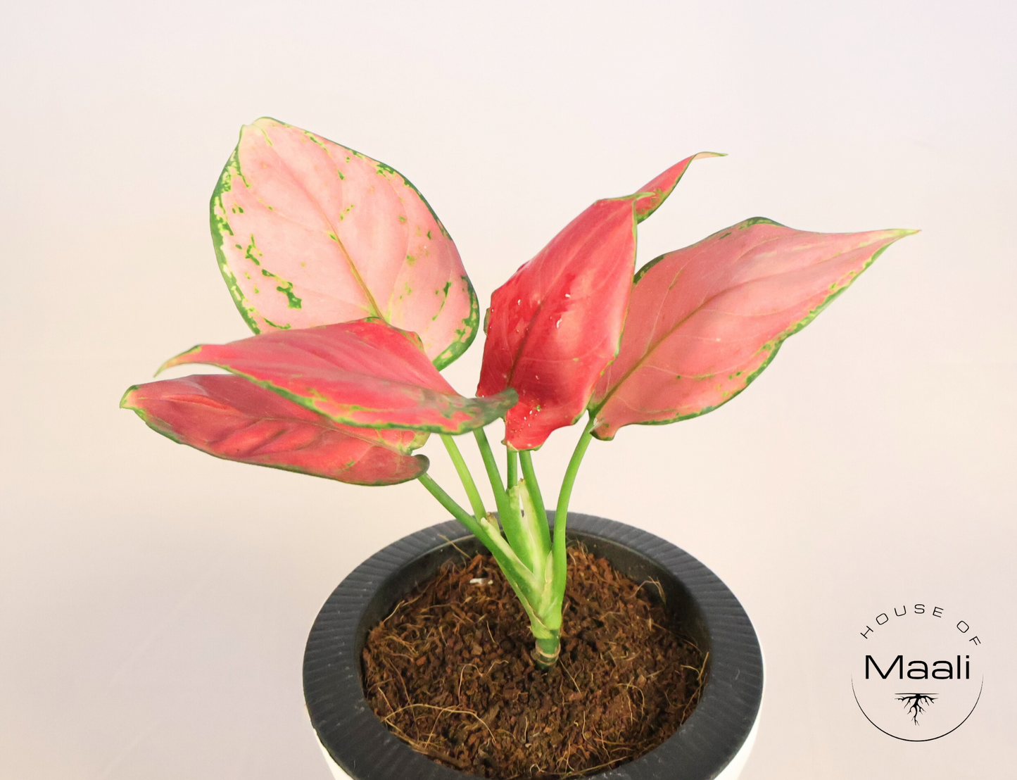 Aglaonema - Diamond Red + 13cm White Self-watering Desk Planter