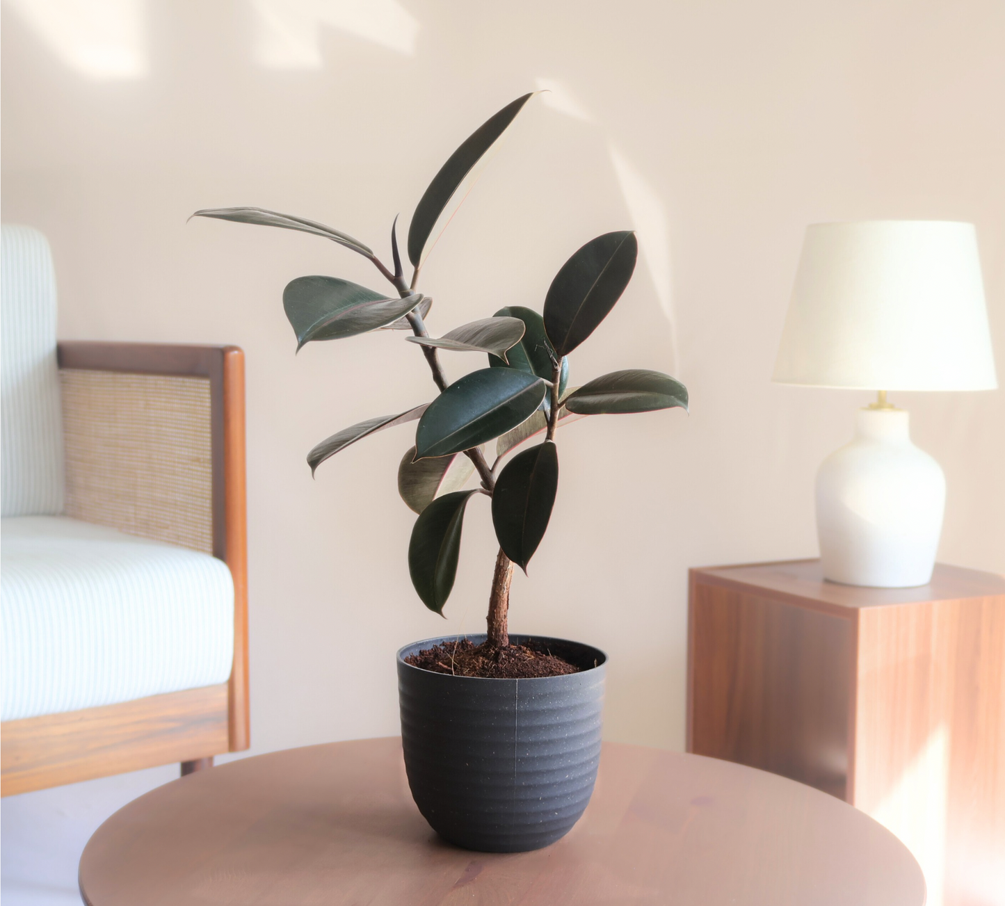 Rubber Plant - Black (Large) with 14cm Black recycled plastic planter