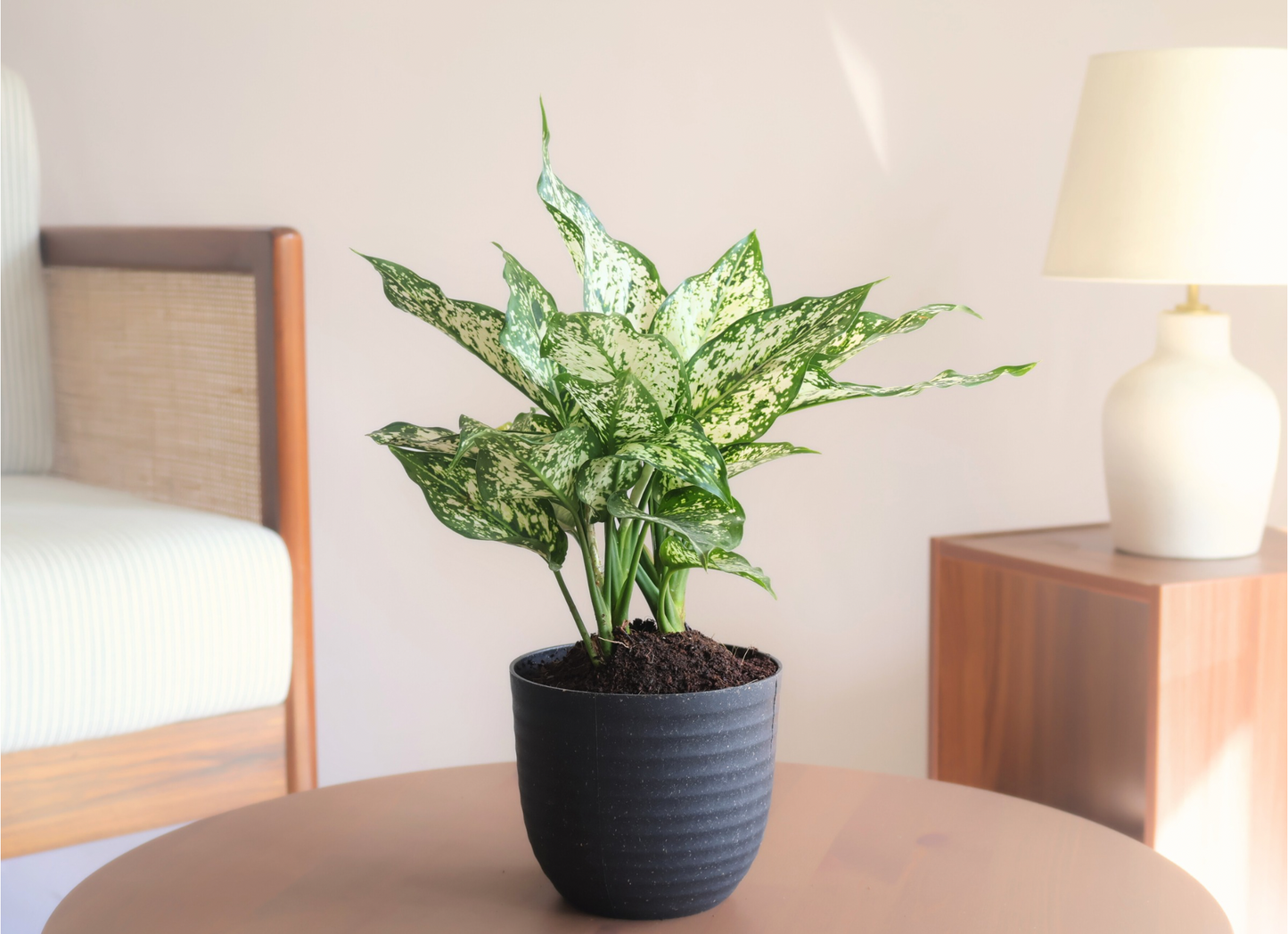 Aglaonema Snow White (Large) + 14cm Black Recycled Plastic Planter