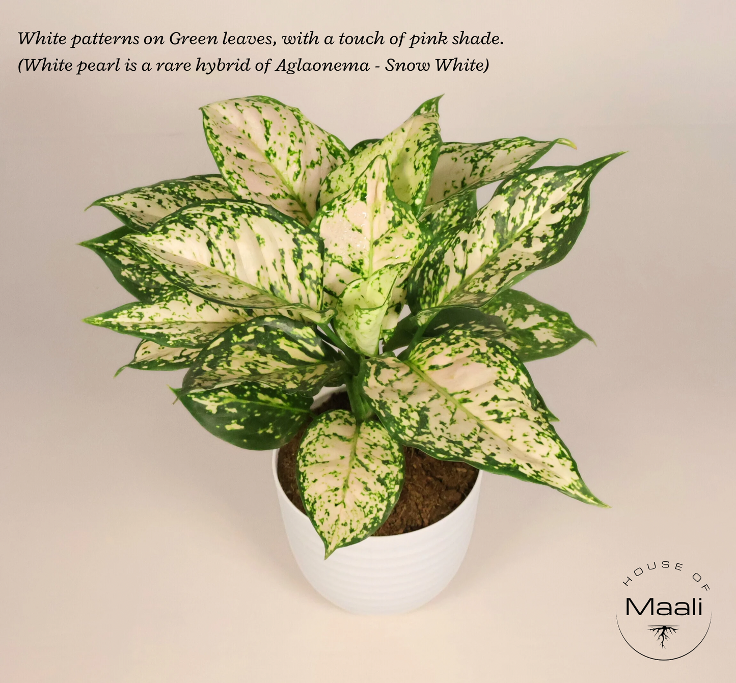 Aglaonema White Pearl (Large) - Super White variegation + 14cm white Recycled Plastic Planter