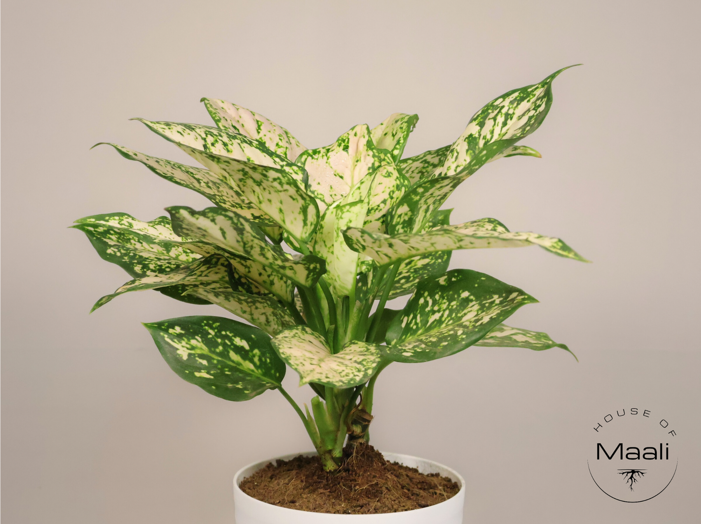 Aglaonema White Pearl (Large) - Super White variegation + 14cm white Recycled Plastic Planter
