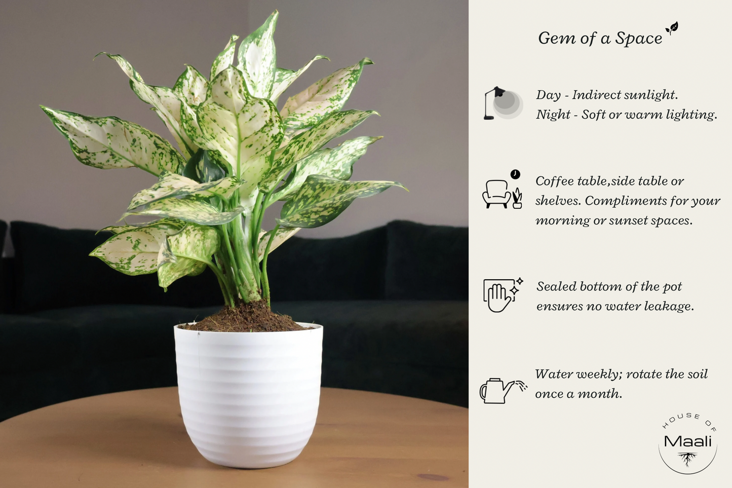 Aglaonema White Pearl (Large) - Super White variegation + 14cm white Recycled Plastic Planter
