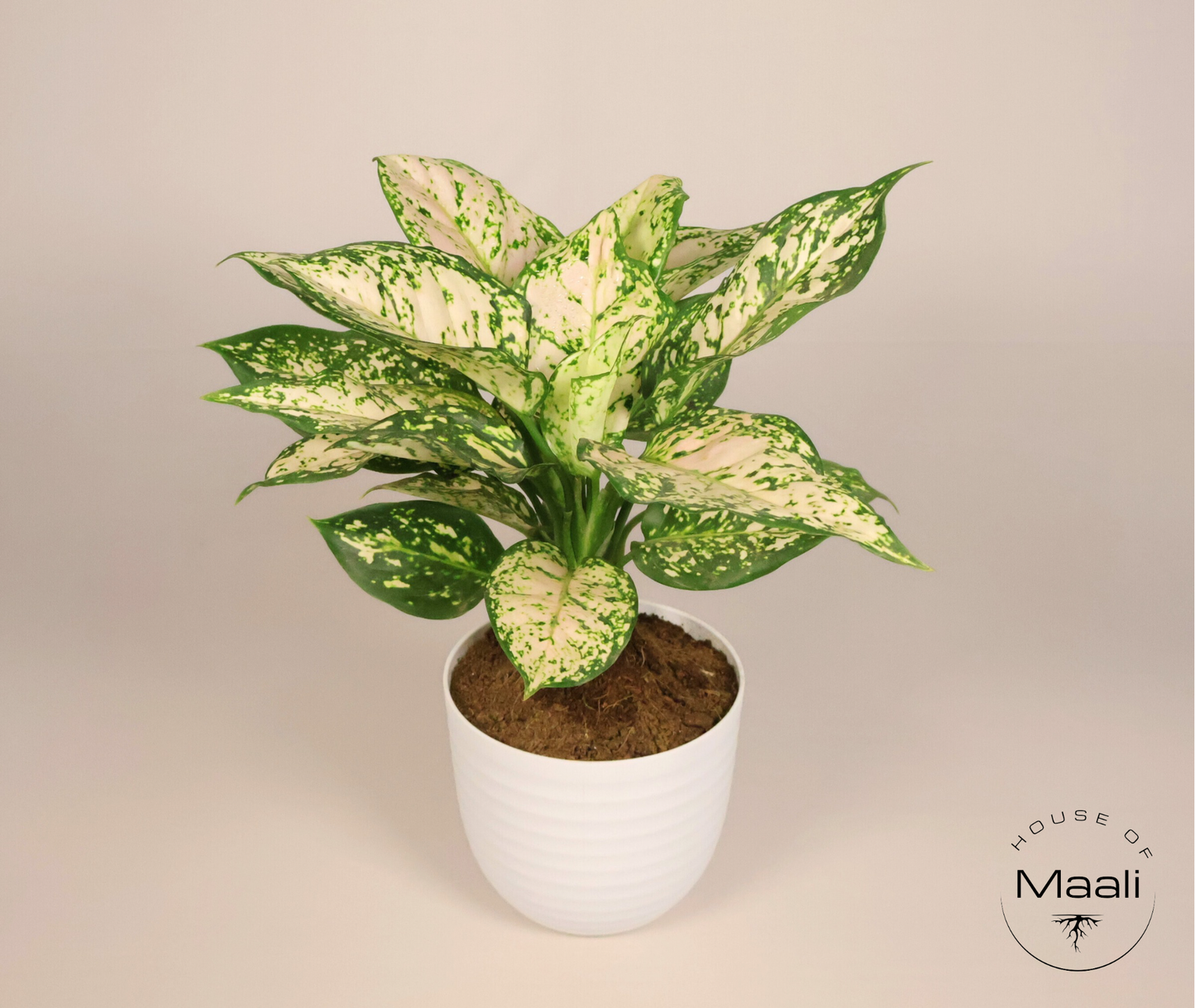 Aglaonema White Pearl (Large) - Super White variegation + 14cm white Recycled Plastic Planter
