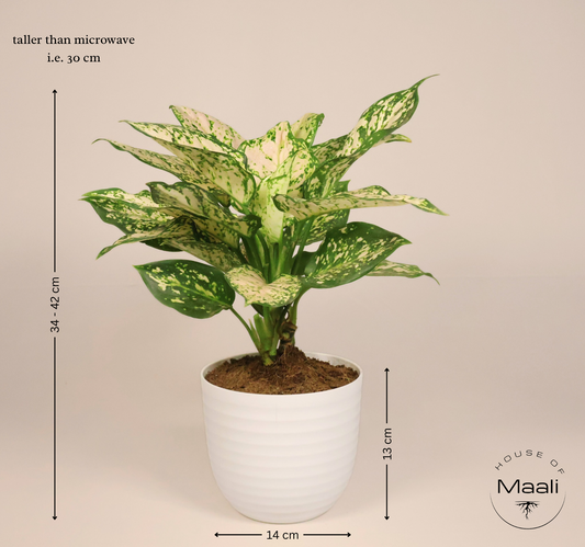Aglaonema White Pearl (Large) - Super White variegation + 14cm white Recycled Plastic Planter