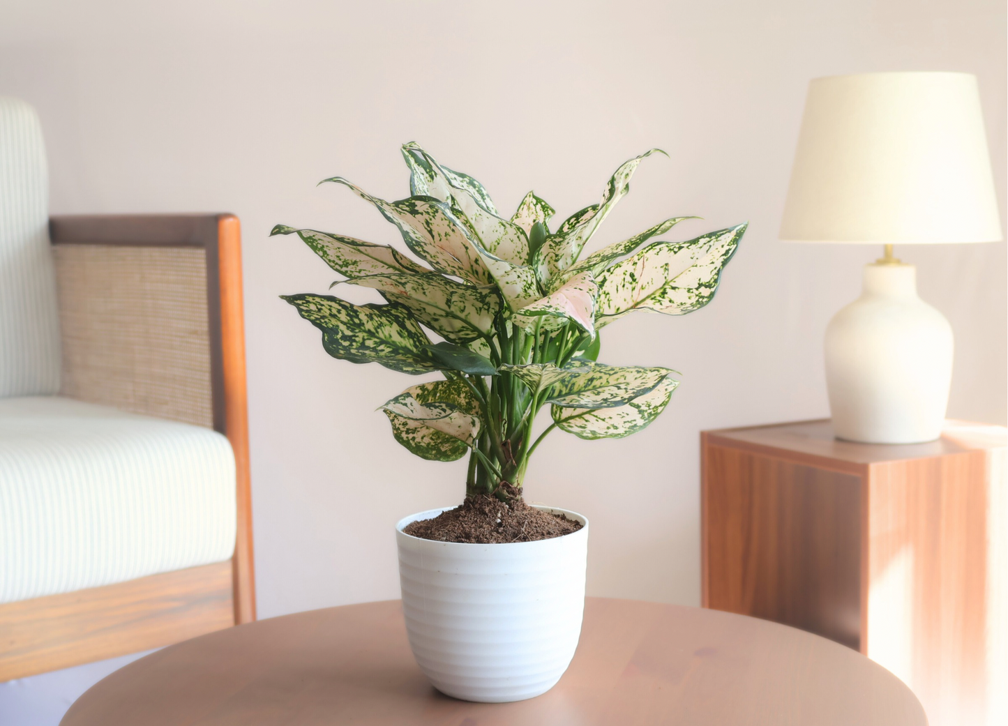 Aglaonema White Pearl (Large) - Super White variegation + 14cm white Recycled Plastic Planter
