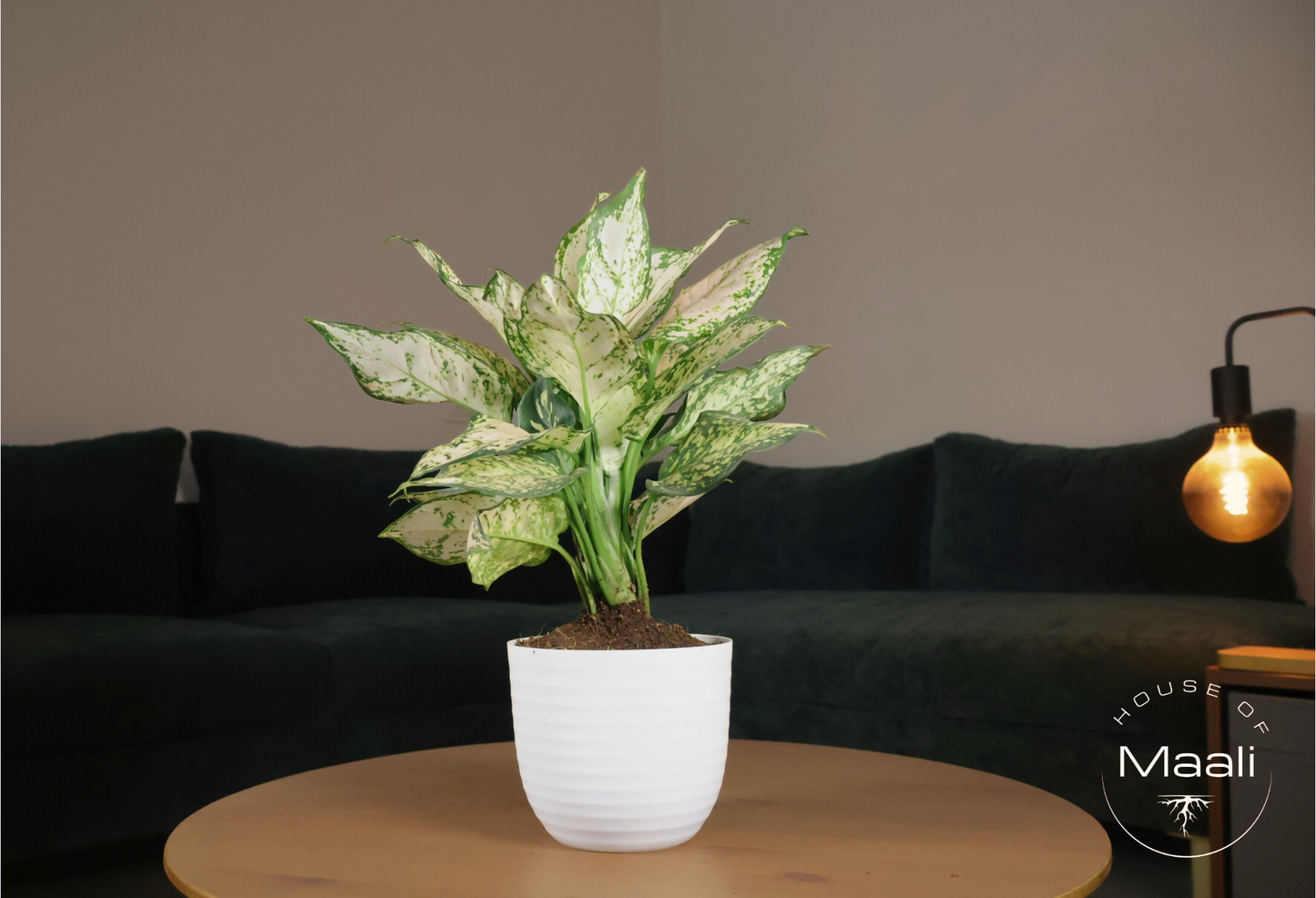 Aglaonema White Pearl (Large) - Super White variegation + 14cm white Recycled Plastic Planter
