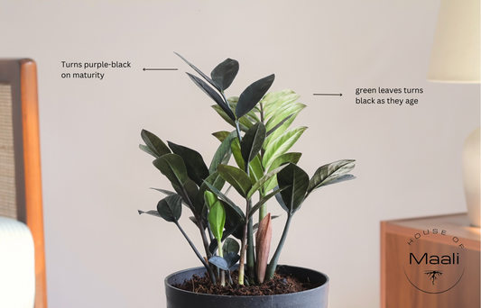 ZZ Black (Large) in 14cm Black Recycled Plastic Planter