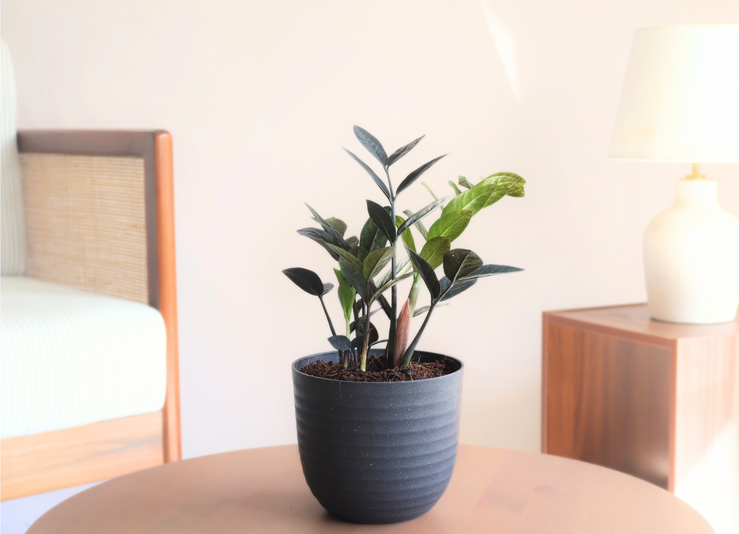 ZZ Black (Large) in 14cm Black Recycled Plastic Planter