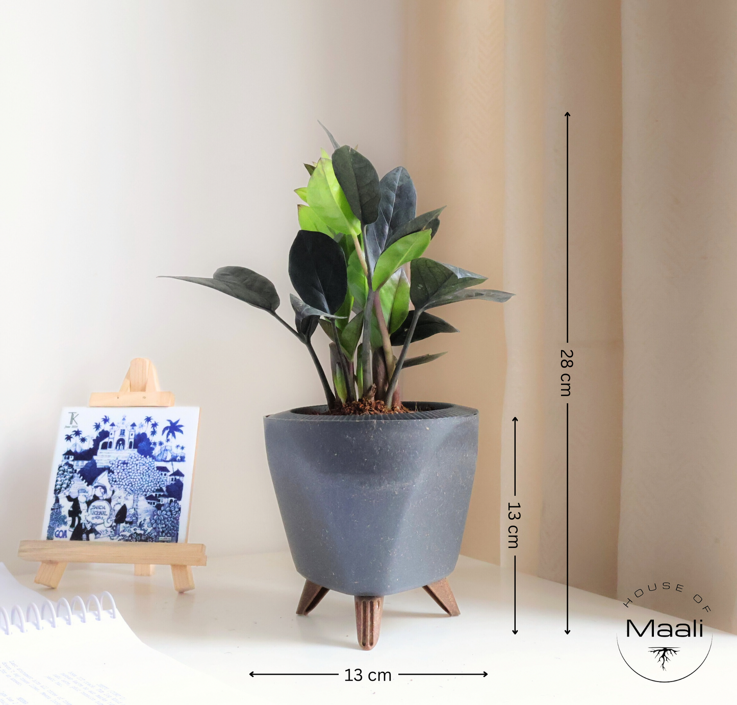 ZZ - Black (Raven) + 13cm Black Self-watering Desk Planter