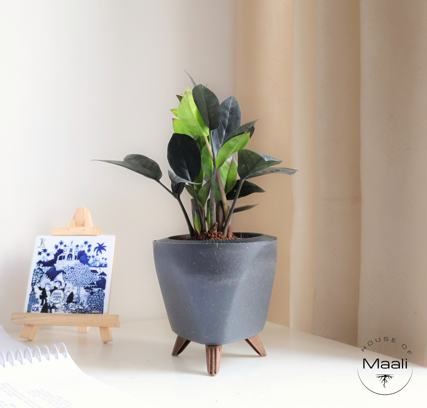 ZZ - Black (Raven) + 13cm Black Self-watering Desk Planter