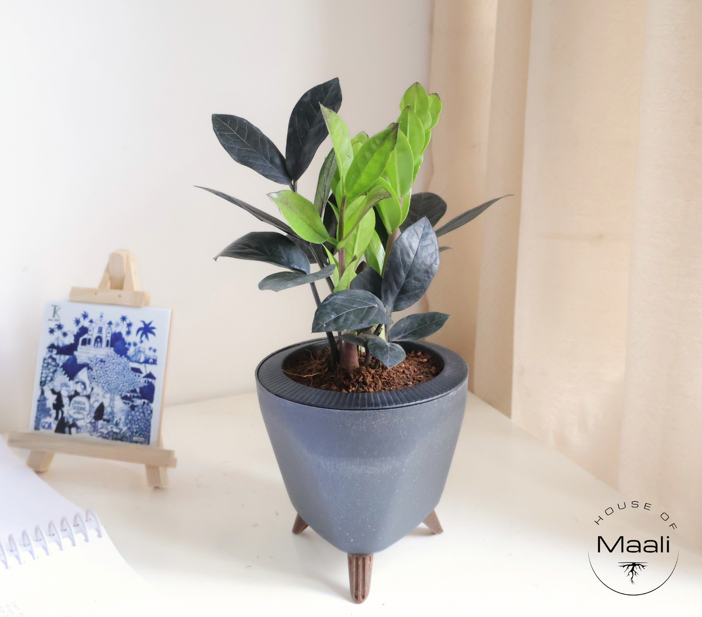ZZ - Black (Raven) + 13cm Black Self-watering Desk Planter