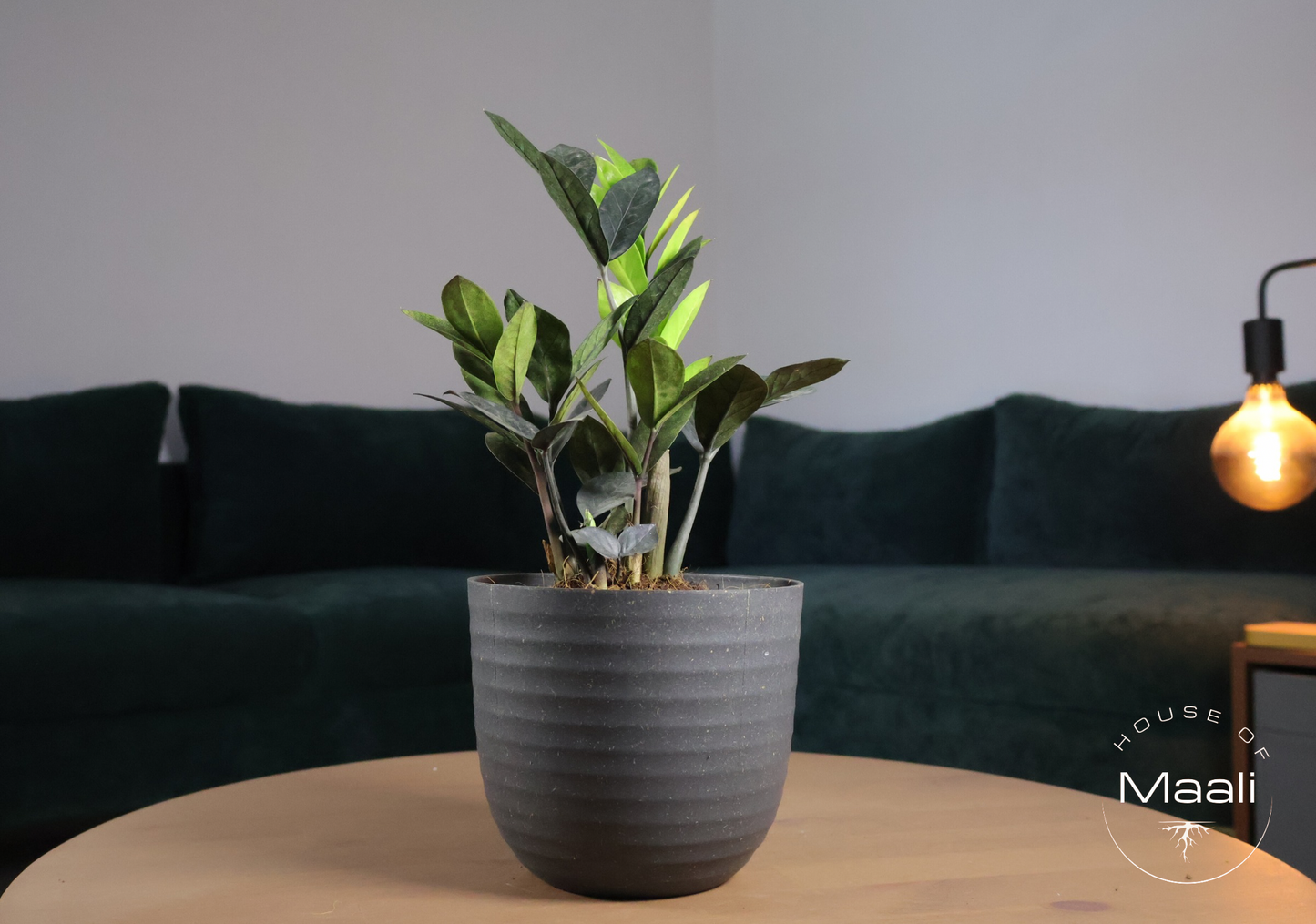 ZZ Black (Large) in 14cm Black Recycled Plastic Planter
